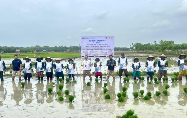 PIM Hadir sebagai Mitra Petani melalui Program Demplot Padi